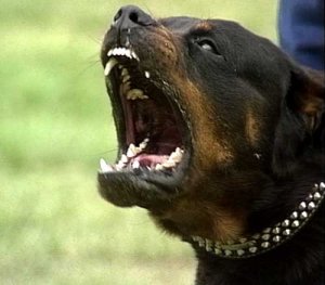 img-323654-2-Angry_Rottweiler_BlogCHoc-88bae.jpg