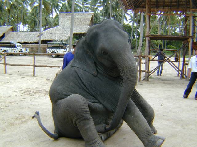 img-452787-2-elephant-trunk-masturbate.jpg