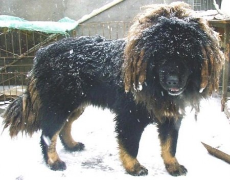 img-496378-1-tibet-dog-3.jpg
