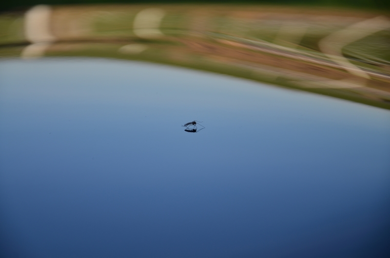 dsc8254o.jpg