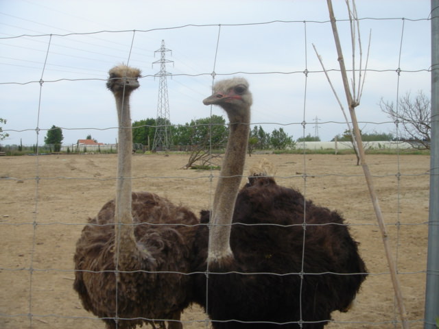 img-133778-4-dsc02760gl7.jpg
