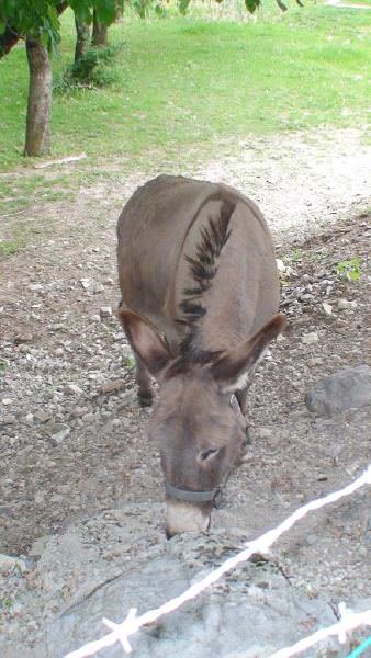 img-173083-3-m60ik1.jpg