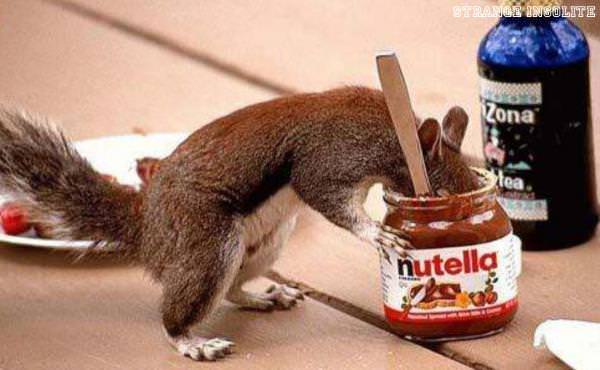 img-179967-1-ecureuil-nutella_136197.jpg
