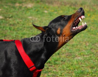 img-186634-2-400_F_2703604_bKQAPWFzKQfdjKZJYnOeFUETMSC5PH.jpg