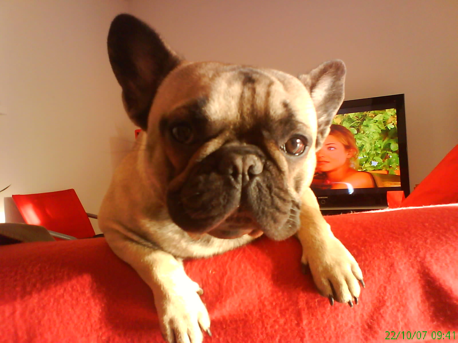 img-191699-1-baloozo0.jpg