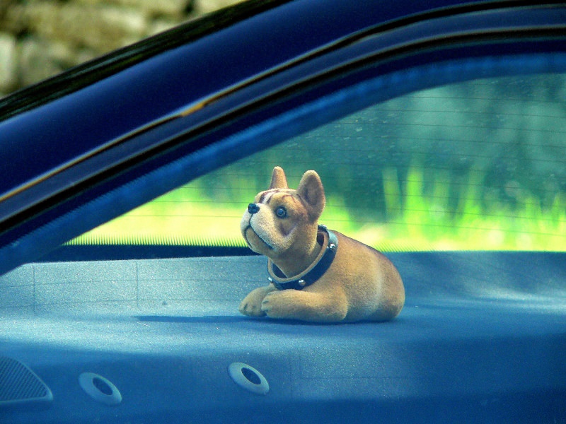 img-192847-12-chien10.jpg