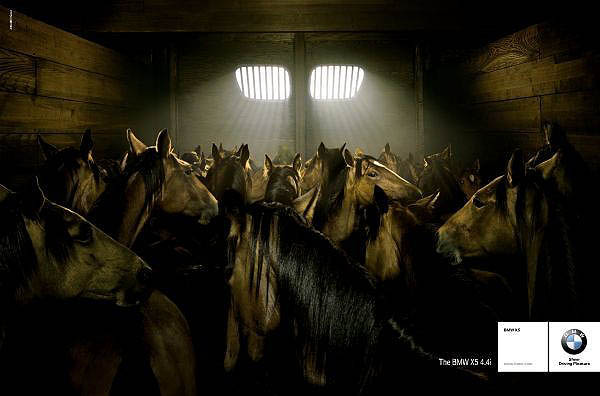 img-81524-2-bmwx5horses4py3ls.jpg
