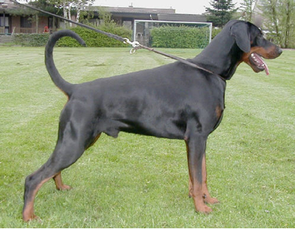 doberman%20training1.png
