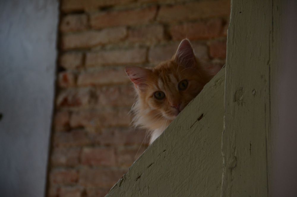 DSC_0029.JPG