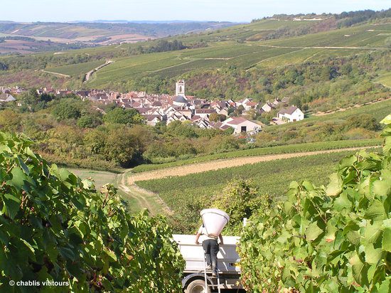 vendanges-a-irancy.jpg