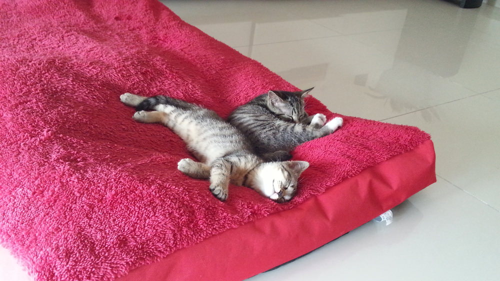 IMG-20190622-WA0000.jpeg