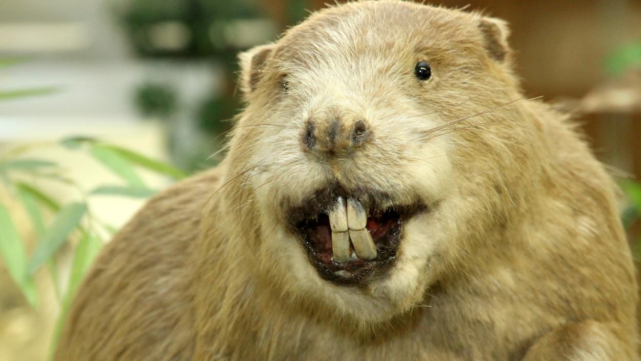 castor-rongeur-animal.jpg.ee34a7d697e4f839bdb140d560c50b3f.jpg