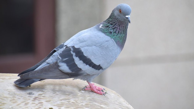 pigeon .jpg