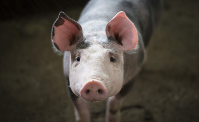 porc-cochon-085124.jpg