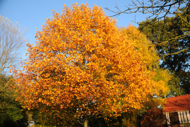 DSC_6855.JPG