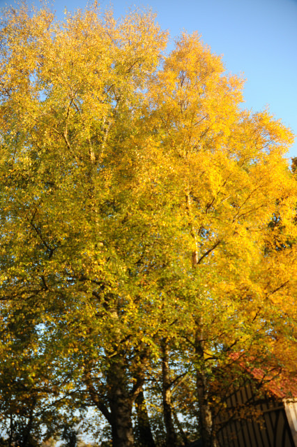 DSC_6859.JPG
