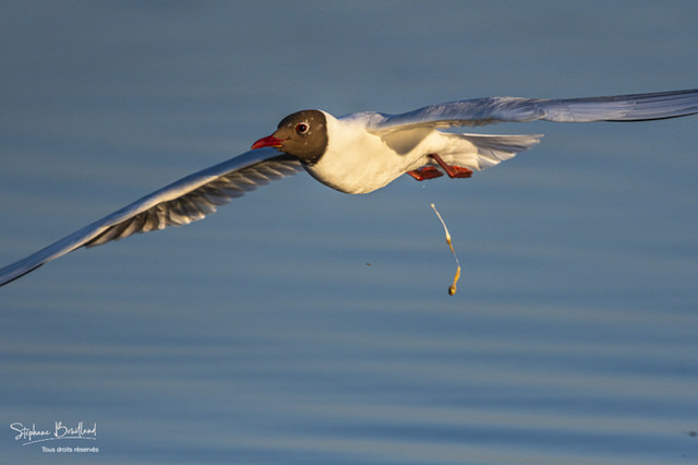 1068875925_2019_05_15_Mouettes_Rieuses_Dejection_001(1).thumb.jpg.b58c715085a178f8f2a5e5de61eca4f1.jpg
