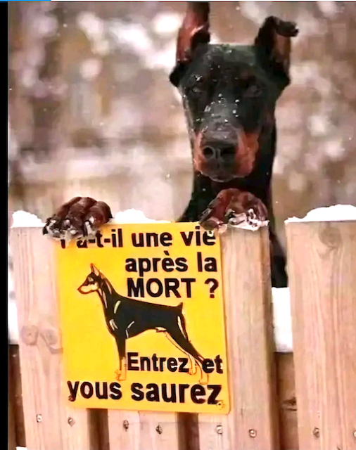 dze.png