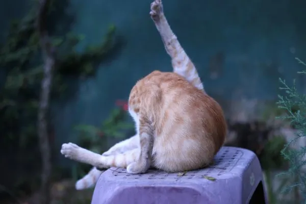 mon_chat_se_leche_beaucoup_l_arriere_train_causes_et_que_faire_3819_600.webp