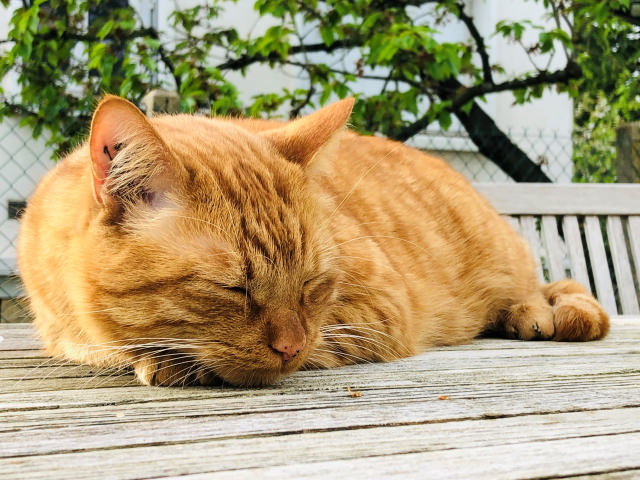 Caramel.jpg