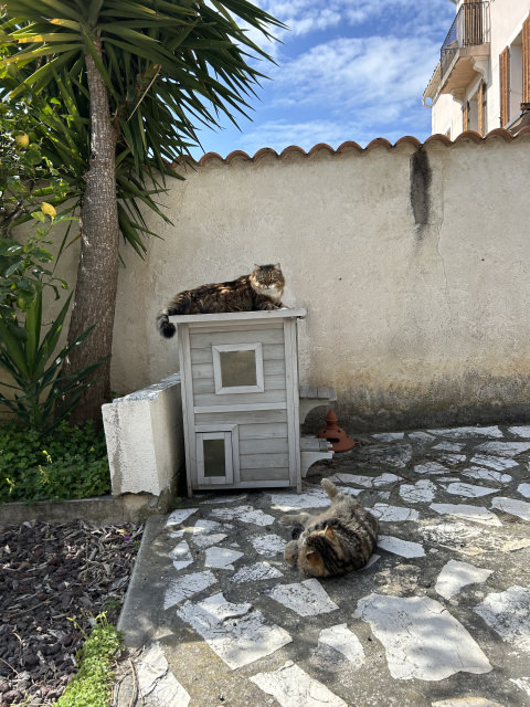 IMG_1807.thumb.jpeg.af3ab4f0f26237a153bc10d69c3eca2f.jpeg