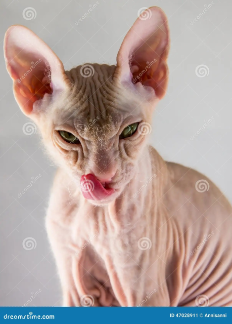 image.thumb.png.19899327e943e7dc7bd00d8a94e19372.png