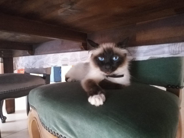 minette.jpg