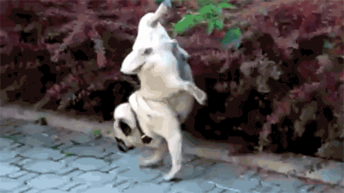 giphy.gif.4fcfae4d472a63eacddc2c6f1c33a30a.gif
