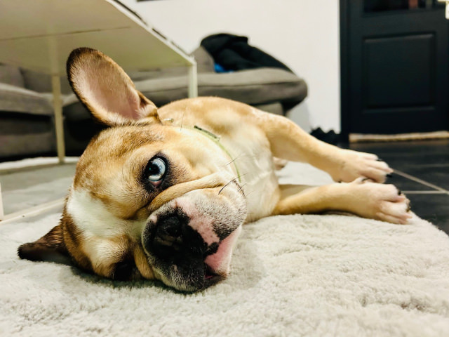 chien.jpg