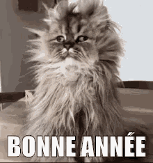IMG_20250101_121847.gif.23b2f2278cf3671e33c6e659ccb98eda.gif