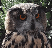 image.gif.6251f33296dbbc2a63bba7db31432012.gif