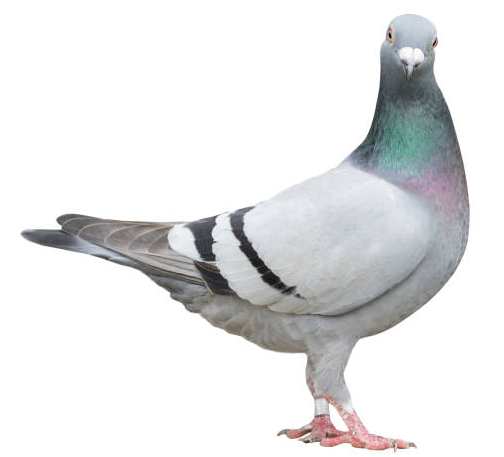 image.png.6e6d0efa6cc69b35beb44ac17403438e.png