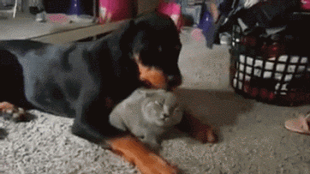 8YK7.gif