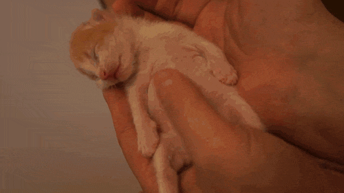 IJya.gif