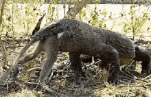 komodo-komodo-dragon.gif