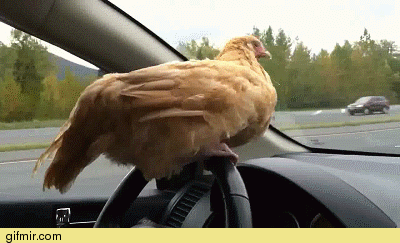 b71a05b0eda23af5d181baaa4671016a.gif