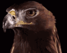 hawks.gif