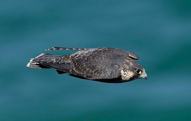 1444x920_peregrine-falcon-falco-peregrinus-in-its-natural-habitat-in-denmark-4043894948.jpg