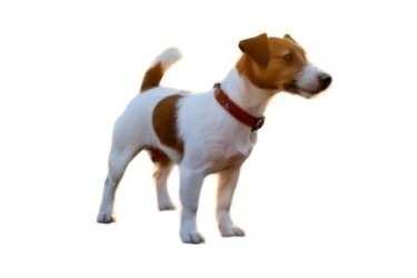 copyImage.jpg