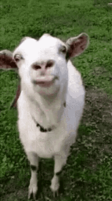 kuzu.gif