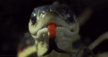 mehil-snake.gif