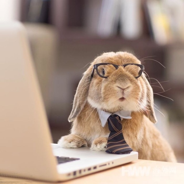 lapin pc.jpg