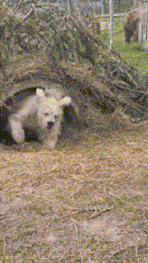 bear.gif