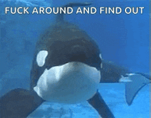 orca-killer-whale.gif
