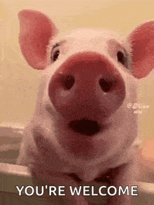 pig-pig-funny.gif