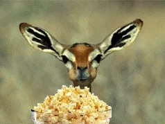 pop corn deer.webp