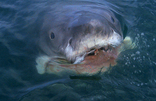 tumblr_30f064e3947e30aa9e5fb6d2112099f0_0a2e6763_540.gif