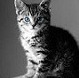 ze_cat