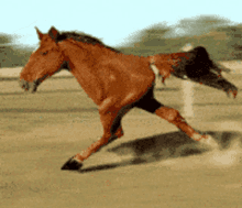 gif.gif