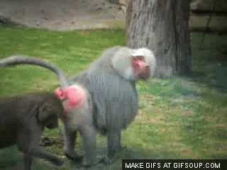 A5y.gif